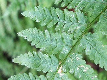 Dryopteris expansa