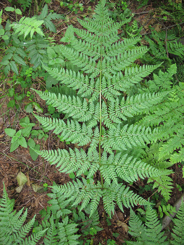 Dryopteris expansa