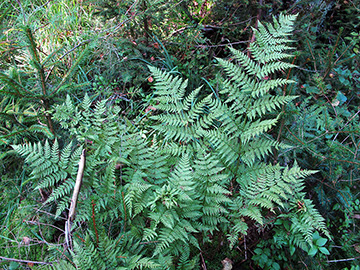 Dryopteris expansa