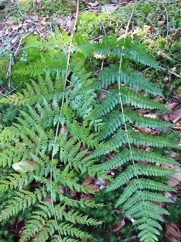 Dryopteris expansa dilatata