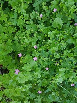 Geranium lucidum