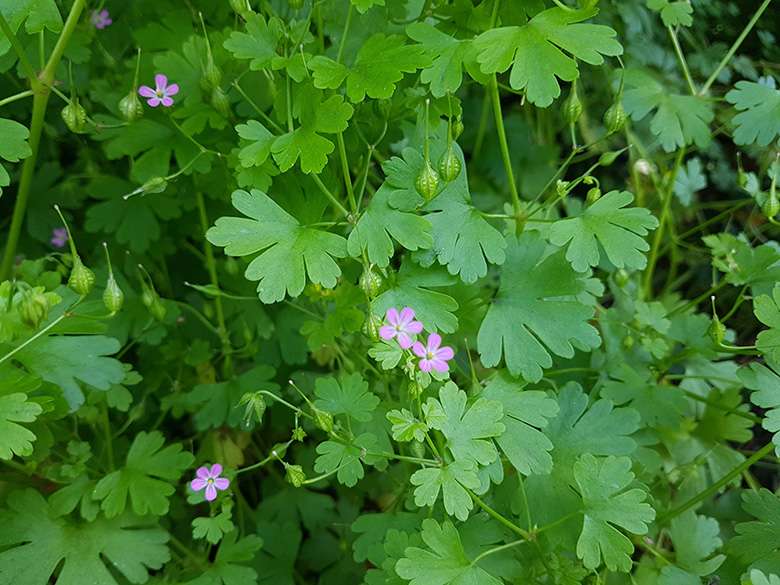 Geranium lucidum