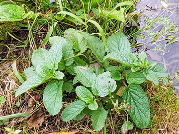 Scrophularia auriculata