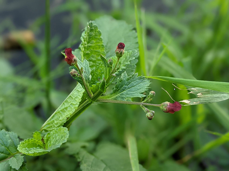 Scrophularia auriculata