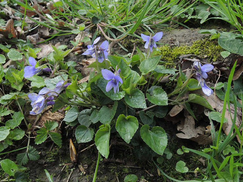 Viola reichenbachiana