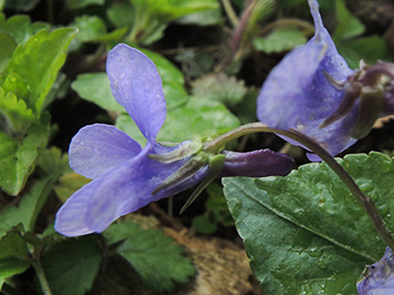 Viola reichenbachiana