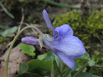 Viola reichenbachiana