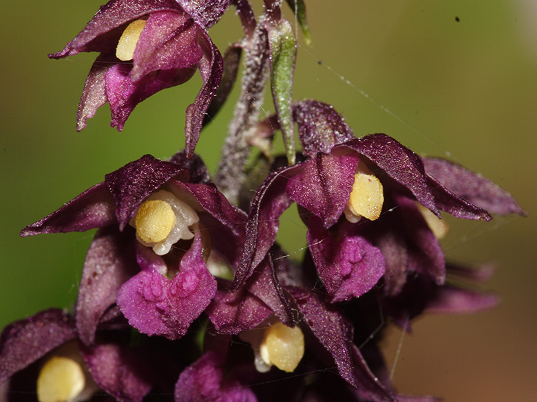 Epipactis atrorubens