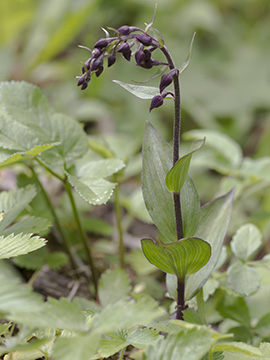 Epipactis atrorubens