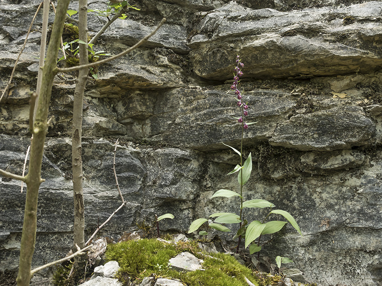 Epipactis atrorubens