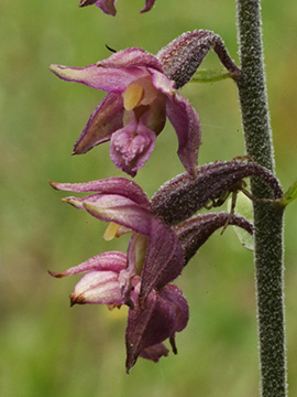 Epipactis atrorubens