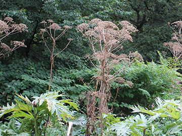 Heracleum mantegazzianum