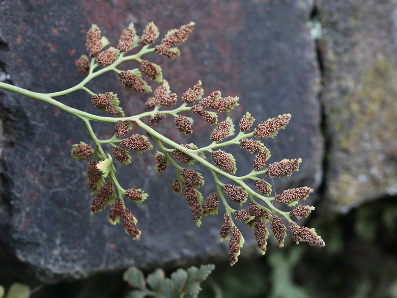 Asplenium ruta-muraria