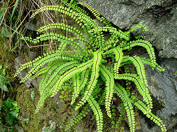 Asplenium trichomanes lusaticum