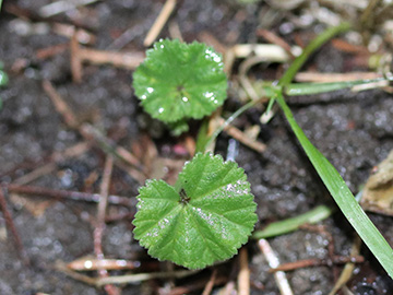 Malva neglecta