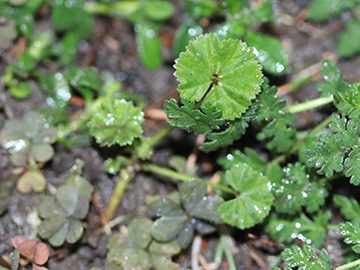 Malva neglecta