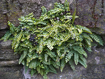 Asplenium trichomanes pachyrachis