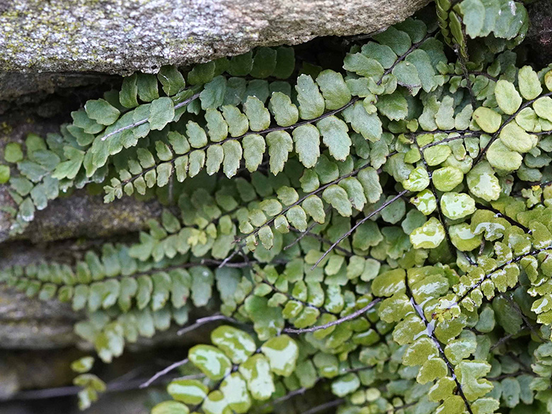 Asplenium trichomanes pachyrachis