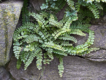 Asplenium trichomanes pachyrachis