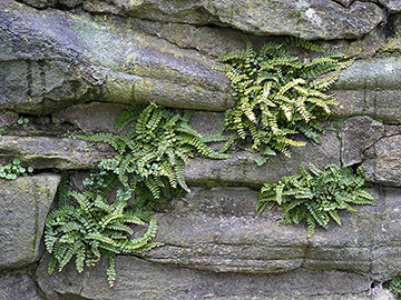 Asplenium trichomanes pachyrachis