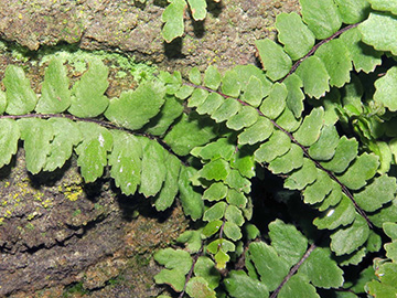 Asplenium trichomanes pachyrachis