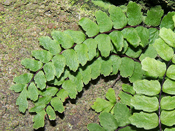 Asplenium trichomanes pachyrachis