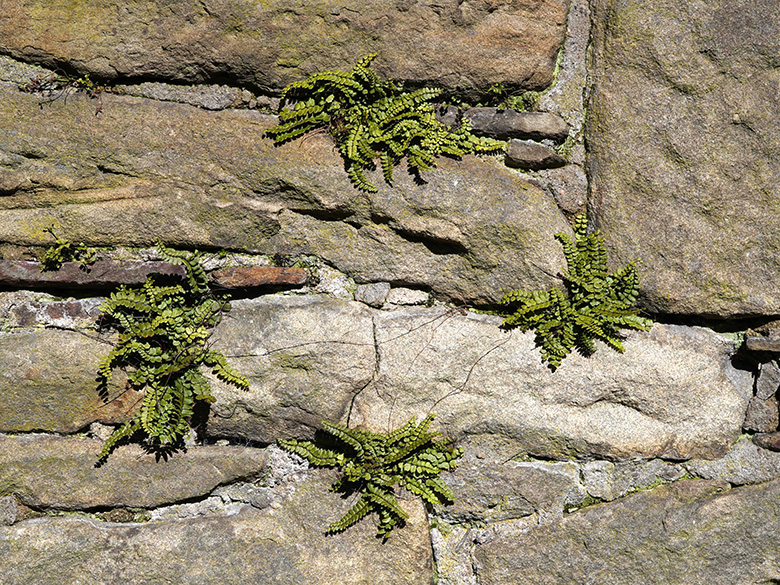 Asplenium trichomanes pachyrachis