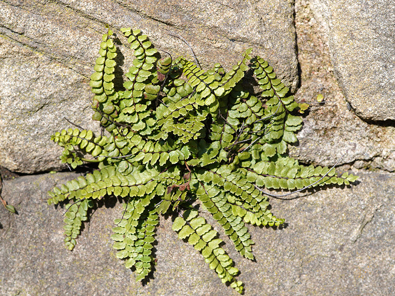 Asplenium trichomanes pachyrachis