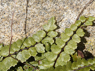 Asplenium trichomanes pachyrachis