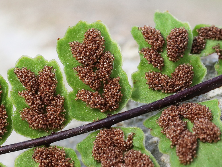 Asplenium trichomanes pachyrachis