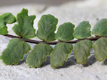 Asplenium trichomanes pachyrachis