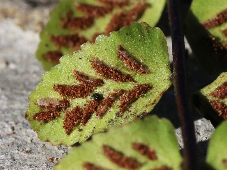 Asplenium trichomanes quadrivalens