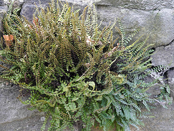 Asplenium trichomanes quadrivalens