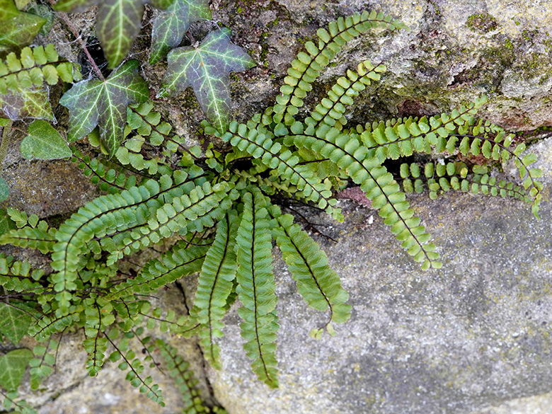 Asplenium trichomanes quadrivalens