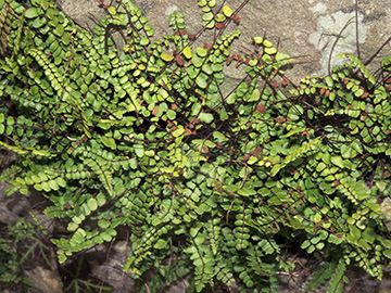 Asplenium trichomanes staufferi