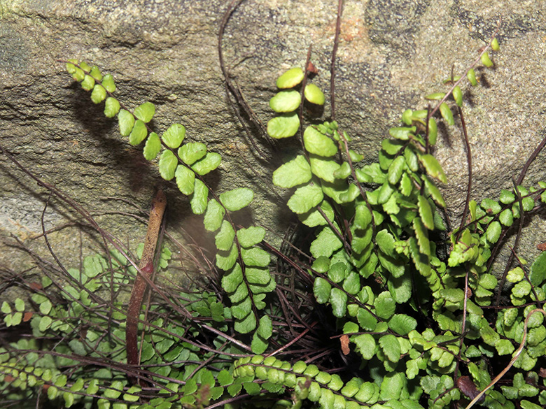 Asplenium trichomanes staufferi