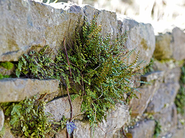 Asplenium trichomanes staufferi