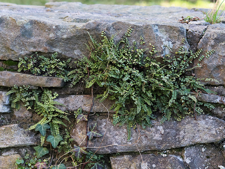 Asplenium trichomanes staufferi