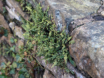 Asplenium trichomanes staufferi