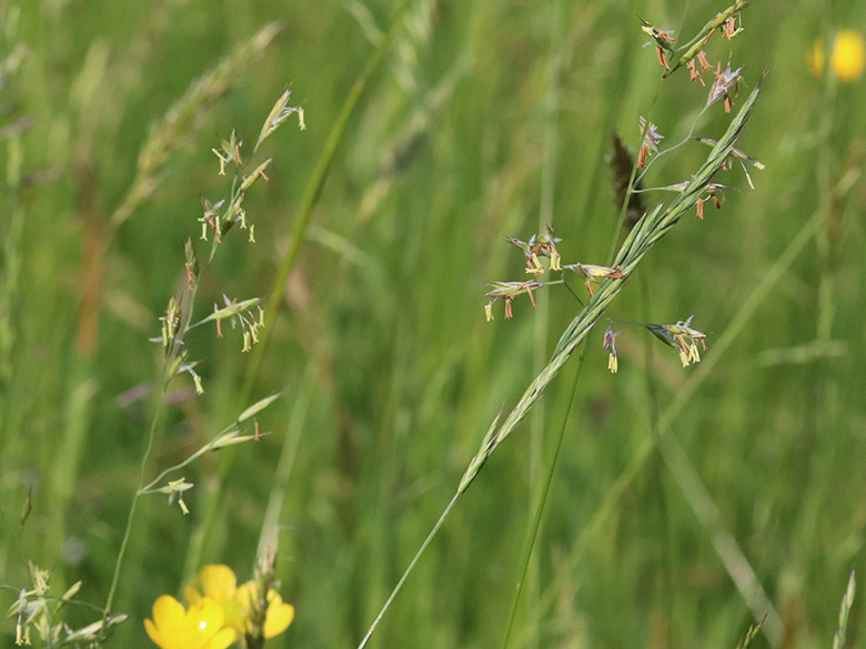 Festuca rubra