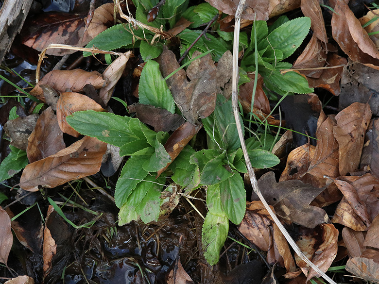 Scrophularia umbrosa