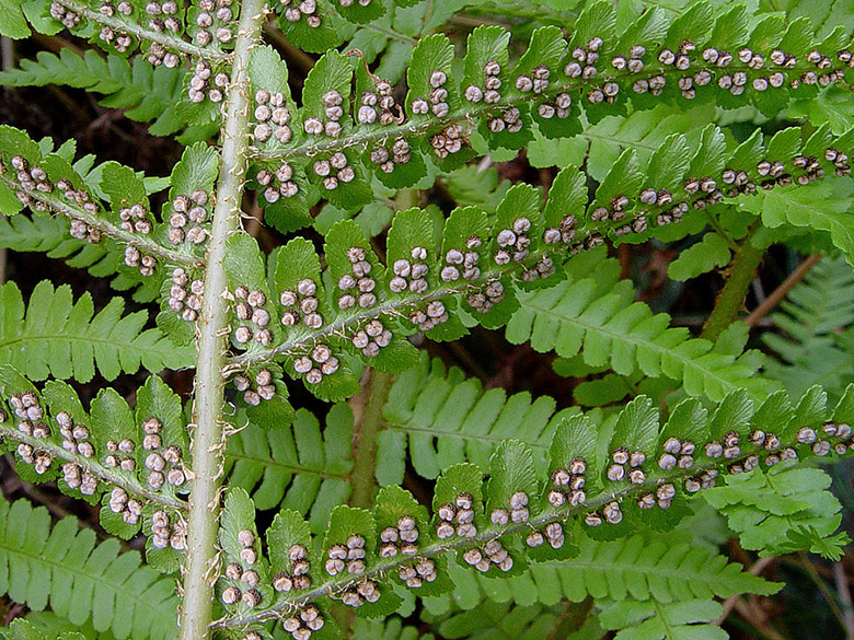 Dryopteris oreades