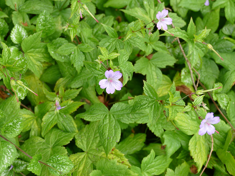 Geranium nodosum