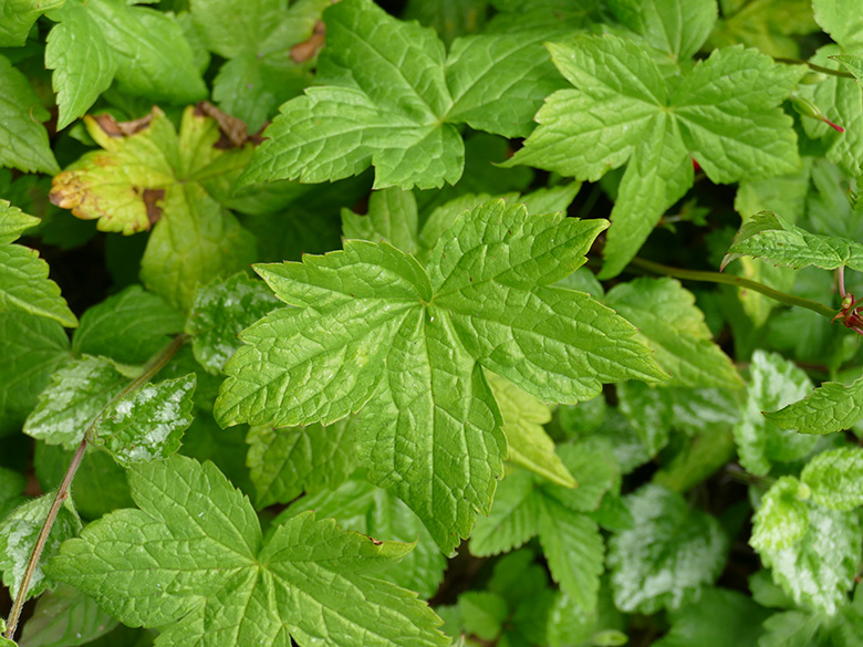 Geranium nodosum