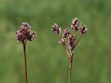 Luzula congesta