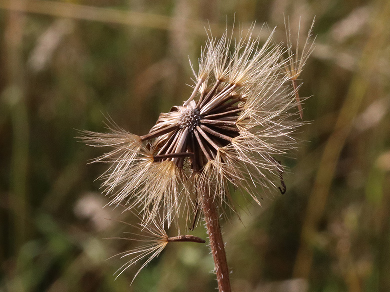 Leontodon hispidus