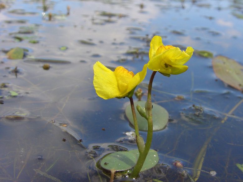 Utricularia australis