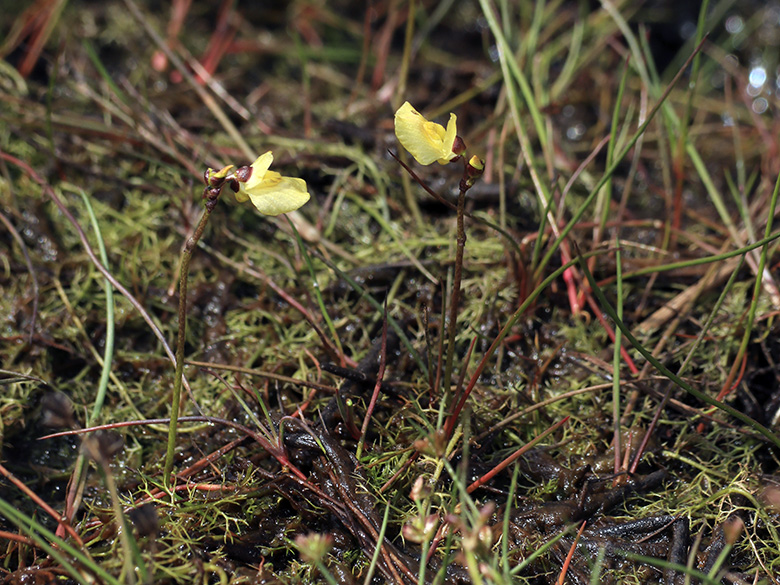 Utricularia bremii