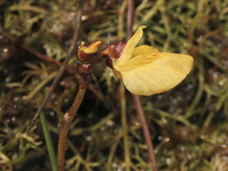 Utricularia bremii