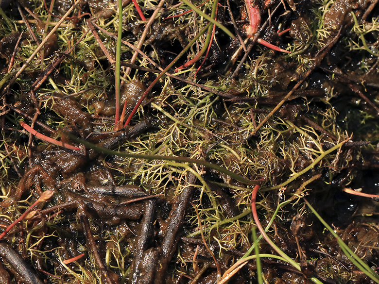 Utricularia bremii